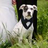 Dog Bow-Tie