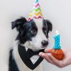 Dog Bow-Tie