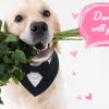 Dog Bow-Tie