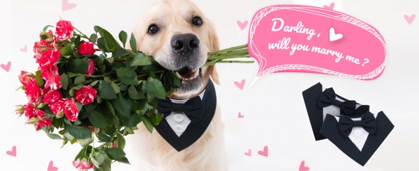 Dog Bow-Tie