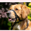 Dog Head Collar