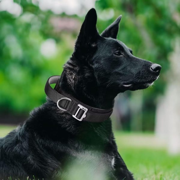 Handle Nylon Dog Collar
