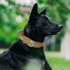 Handle Nylon Dog Collar