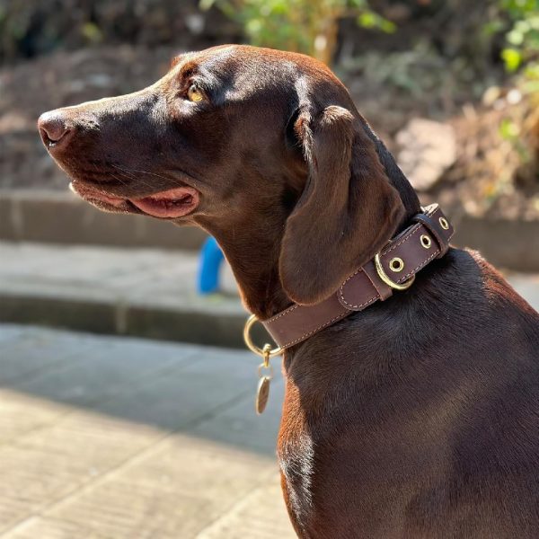 Genuine Leather Dog Collar